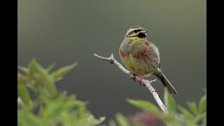 Cirl Bunting  RSPB  Saving The Planet UK [upl. by Weasner536]