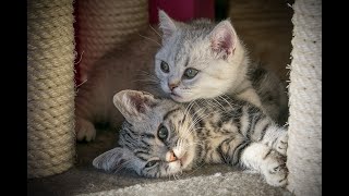 American Shorthair vs Domestic Shorthair Cat cat catlover [upl. by Ensign]