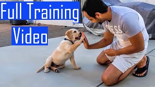 Labrador Puppy Learning and Performing Training Commands  Dog Showing All Training Skills [upl. by Oilla477]