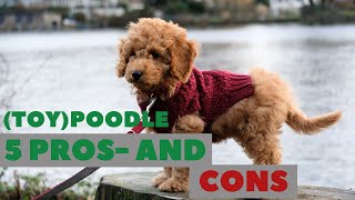 Toy Poodle Pros and Cons Do you really want one [upl. by Yenreit]