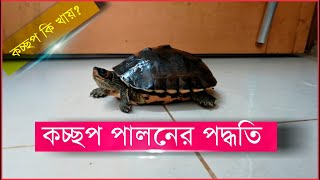 কচ্ছপ পালনের পদ্ধতি  কচ্ছপ কি খায়  Tortoise Care  Tortoise Food  Turtle Farm Technology [upl. by Sadella]