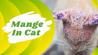 Mange in Cats Symptoms Causes and Treatments  Cat Health Problem [upl. by Nahtnhoj]