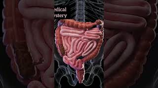 Bowel Movement anatomy sciencefacts 3danatomy [upl. by Nnylirehs]