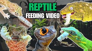 FEEDING MY PET REPTILES SILKWORMS SKINKS GECKOS FROGS AND MORE SILKWORM FEEDING VIDEO [upl. by Bound]