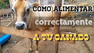 Cómo alimentar a una vaca y cuánto comen al día [upl. by Jacquette]