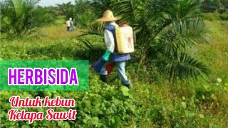 Herbisida  Racun Apa Yang Paling Cocok Untuk Kebun Kelapa Sawit [upl. by Gerianna]