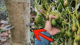 Como Capar Árbol de Aguacate para estimular Floración y Cuaje de Frutos  Capar Árbol de Palta [upl. by Jonathon]