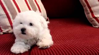 11 Week old Fanfare Maltese Puppy [upl. by Garbe]