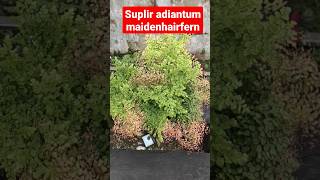 suplir adiantum maidenhairfern suplir adiantum [upl. by Oilenroc]