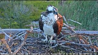 82424 Duke arrives with nest material Leaves Daisy arrives Lovely closeup of her [upl. by Costin523]