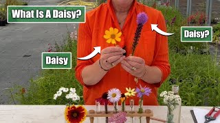 What Makes a Daisy a Daisy  Perennial Asteraceae Plant Family [upl. by Bellda829]