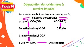 Biochimie  Métabolisme des lipides  Partie 0306 [upl. by Driskill]