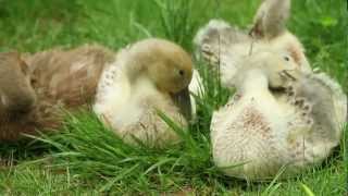 First Month of Raising Welsh Harlequin Ducks [upl. by Anirrehs]