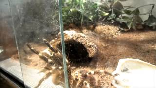 Acanthoscurria geniculata goes wild [upl. by Arihsan]