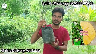 Seedless jackfruit  darjeeling jaint orange  all fruit plant nursery  JSN nursery  Birbhum [upl. by Hebel]