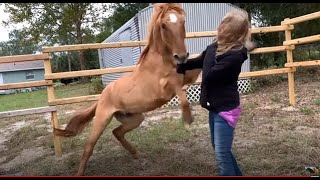 Horse Training Gone Bad  How A Good Horse Is Force To Be A Bad Horse  Horse Attacks [upl. by Marchal]