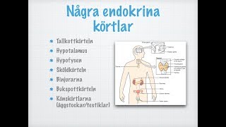 Några endokrina körtlar [upl. by Anilejna]