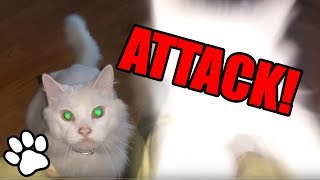 Cats Pouncing  Funny Animal Compilation 2018 [upl. by Andie]