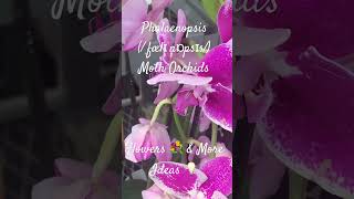 Moth Orchids  Phalaenopsis ˌfælɪˈnɒpsɪs  Flowers 💐 amp More Ideas 💡 [upl. by Ralyks500]