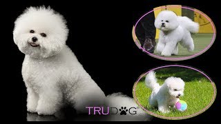 The Ultimate Guide To Caring For A Bichon Frise [upl. by Caniff629]