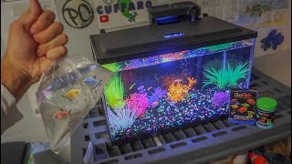 BUYING NEW GLOFISH for AQUARIUM [upl. by Seve]