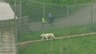 Tiger kills zookeeper in freak incident at UK zoo [upl. by Botti]