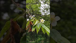 mysorediaries flower flowerbloom cherry ಗಸಗಸೆಹಣ್ಣು monsoon2024 Muntingia [upl. by Eizeerb]