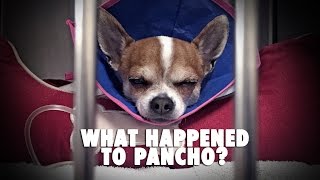 What happened to Pancho [upl. by Nalym996]