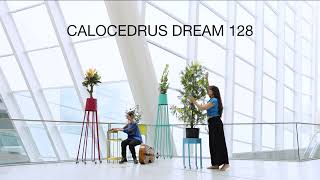 CALOCEDRUS DREAM 128  BIHEMISPHERIC ART [upl. by Ailecra]