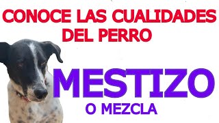 EL PERRO MESTIZO ES EL MÁS FUERTE Y SANO no suele tener problemas de salud hereditarios es longevo [upl. by Ahsenek]