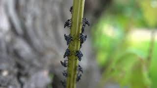 Spotted lanternfly nymphs 2024 [upl. by Salta405]