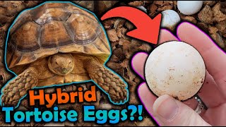 Our Sulcata and Leopard Tortoise had Eggs [upl. by Aiblis]