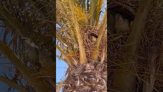 Cotorras cantando en nido de palmera 🦜 pajaros birds [upl. by Aihtela164]