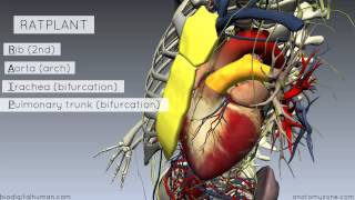 Sternal Angle  Angle of Louis  3D Anatomy Tutorial [upl. by Vyky]