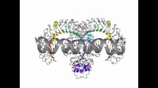 Toll like receptor 3 [upl. by Erdried]