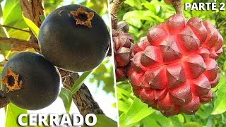 10 Frutas Brasileiras Mais INCRÍVEIS e CURIOSAS Nativas do CERRADO Parte 2 [upl. by Atsyrt278]