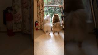 The tiny Pomeranian dog barks loudly and playfully outside [upl. by Hjerpe]