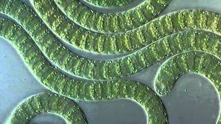 Цианобактериисинезеленые водоросли под микроскопом Cyanobacteria under microscope [upl. by Sivad]