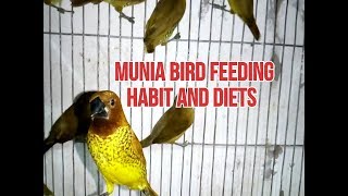 munia bird feeding habits and diets [upl. by Aleetha855]