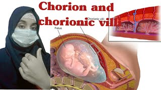 Chorion and chorionic villi by us medicos [upl. by Argyle641]