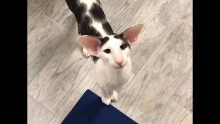 Teddy the most famous honking Oriental Shorthair Cat [upl. by Joost]