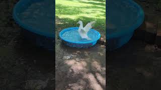 Nothing like a freshly filled pool  Lap Ducks [upl. by Einahpats713]