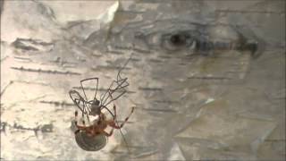 BUGWARS ORB WEAVER VS DADDY LONG LEGS [upl. by Janene944]