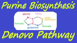 Purine Biosynthesis  Denovo Pathway of Nucleotide Metabolism [upl. by Yaya303]