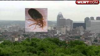 Exterminators Favor Use Of Banned Chemical For Bed Bugs [upl. by Tannenbaum]