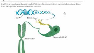 CHM 132 Chapter 11 008 Tertiary Structure of DNA [upl. by Aihsrop803]