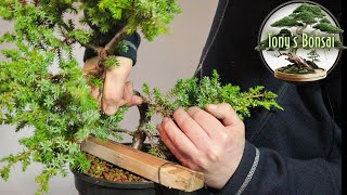 Squamata juniper bonsai  Improving the design [upl. by Aitekram]