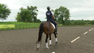 Secrets to success  Preparing for your novice Petplan Equine Area Festival [upl. by Iatnwahs]