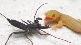 Lizard vs Whip Scorpion [upl. by Kimmel]