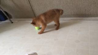 Hunter a Finnish Spitz puppy 9 weeks 2014 [upl. by Keelby]